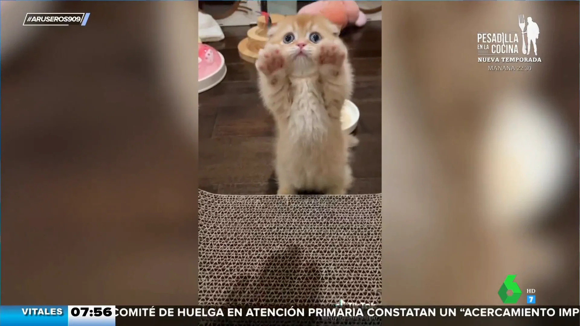 El truco que se esconde tras el vídeo viral de Kukki, el gatito que ha aprendido a ponerse de pie