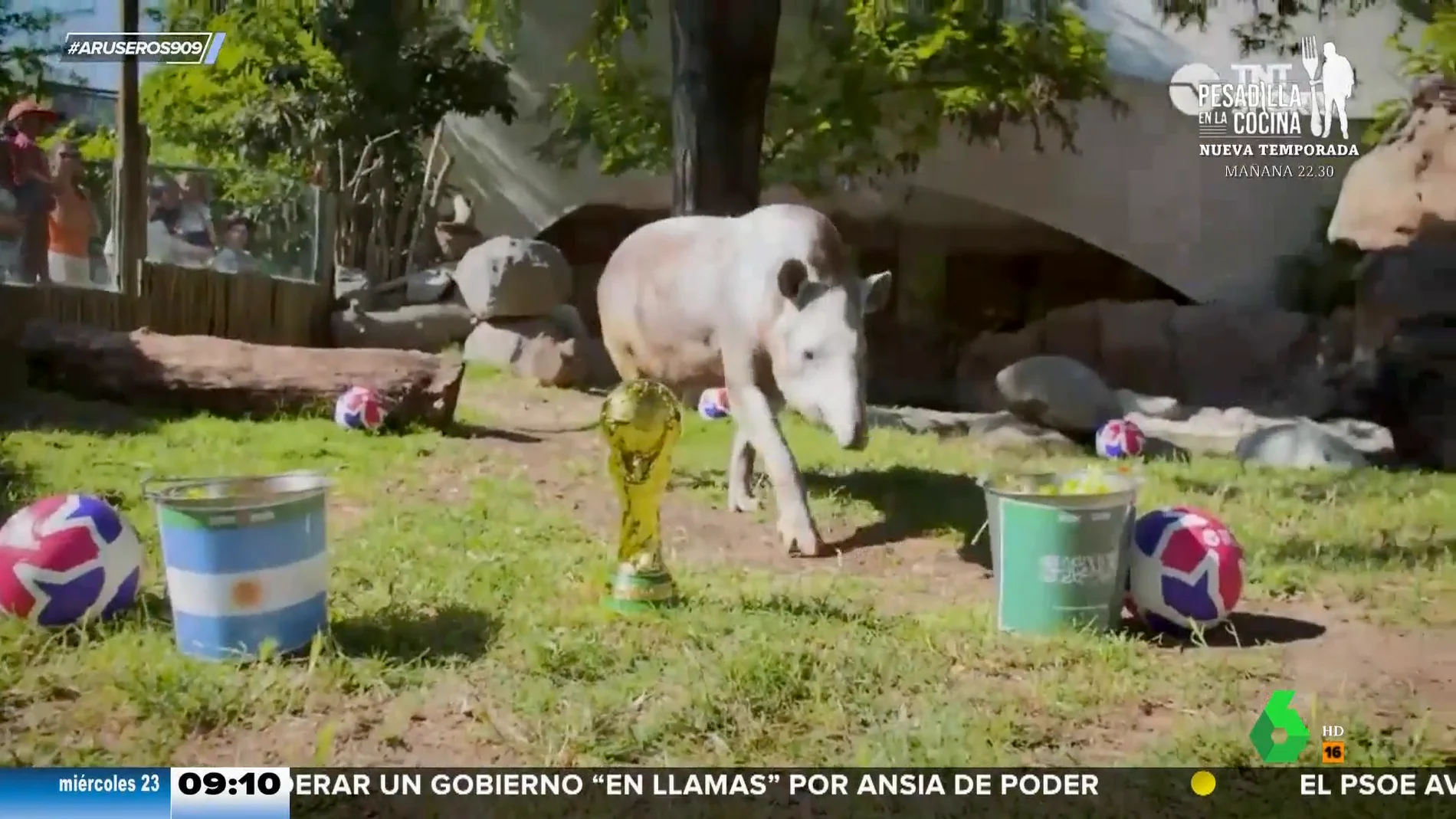 Así es el tapir Manolo: el animal que acertó el resultado del Argentina-Arabia Saudí del Mundial de Qatar