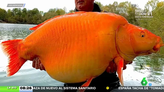 Este es el pez dorado más grande del mundo: "Es de 30 kilos y normalmente pesan unos 15" Este es el pez dorado más grande del mundo: "Es de 30 kilos y normalmente pesan unos 15"