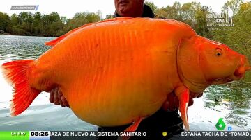 Este es el pez dorado más grande del mundo: "Es de 30 kilos y normalmente pesan unos 15"