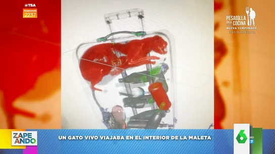 Encuentran un gato vivo en la maleta de un pasajero Encuentran un gato vivo en la maleta de un pasajero