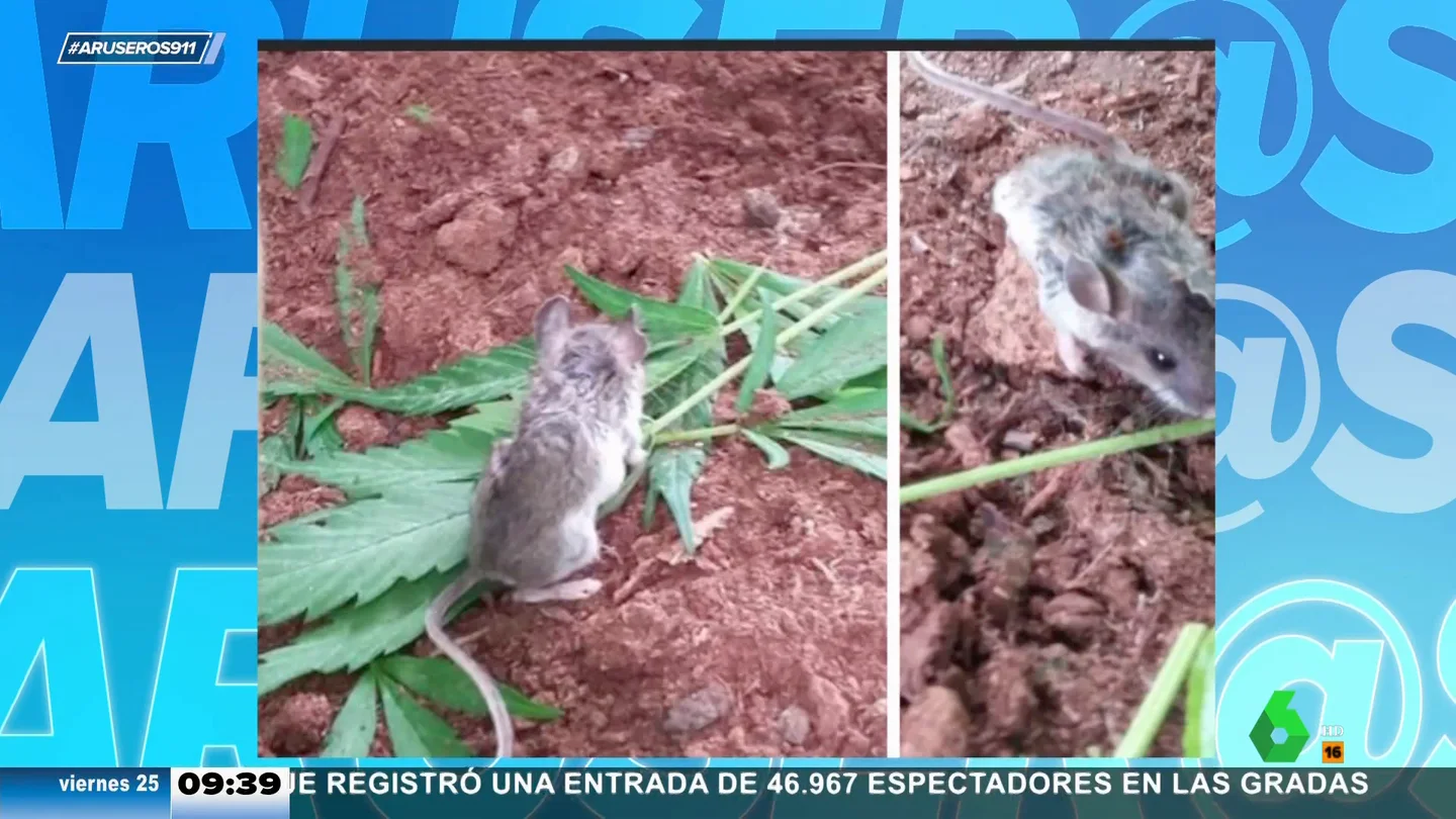 "Las ratas se han comido 500 kilos de marihuana": la policía india ante la desaparición del cargamento incautado "Las ratas se han comido 500 kilos de marihuana": la policía india ante la desaparición del cargamento incautado