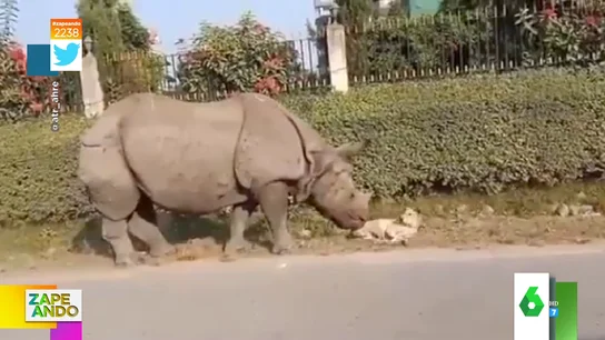 Vídeo viral de un rinoceronte despertando a un perro Vídeo viral de un rinoceronte despertando a un perro