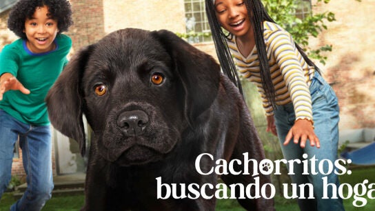 'Cachorritos buscando un hogar'