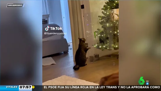Trucos para que tu gato deje en paz el árbol de Navidad Trucos para que tu gato deje en paz el árbol de Navidad