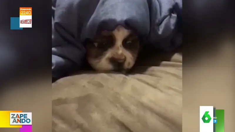 El vídeo viral de la transformación de una humana en perro