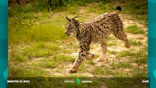Muere Aura, la icónica lince ibérica que repobló Doñana con más de 900 linces Muere Aura, la icónica lince ibérica que repobló Doñana con más de 900 linces