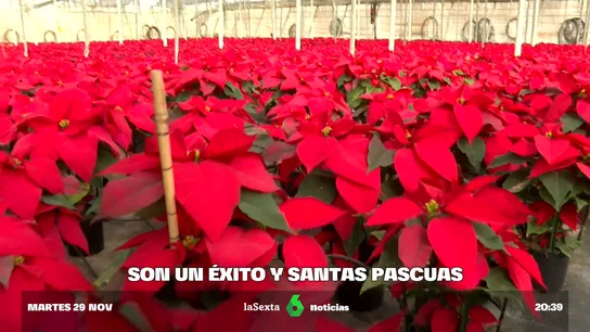 flor de pascua flor de pascua