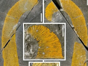 Hallan dos nuevos gusanos marinos gigantes del Paleozoico en Marruecos