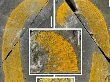 Hallan dos nuevos gusanos marinos gigantes del Paleozoico en Marruecos Hallan dos nuevos gusanos marinos gigantes del Paleozoico en Marruecos