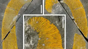 Hallan dos nuevos gusanos marinos gigantes del Paleozoico en Marruecos