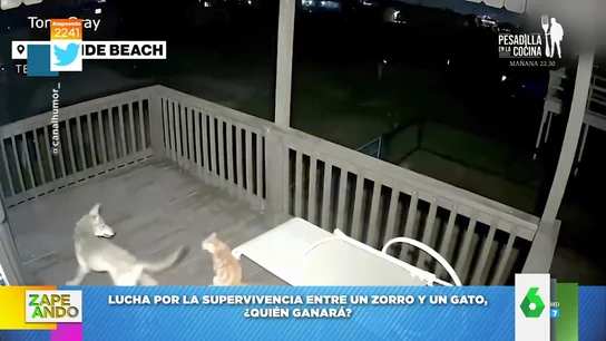 Así es la pelea a vida o muerte entre un zorro y un gato Así es la pelea a vida o muerte entre un zorro y un gato