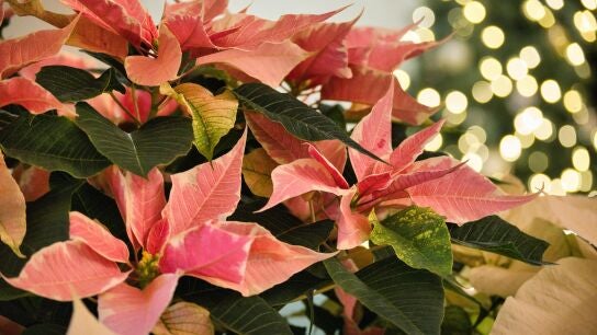 La flor de Pascua es una decoración típica de Navidad
