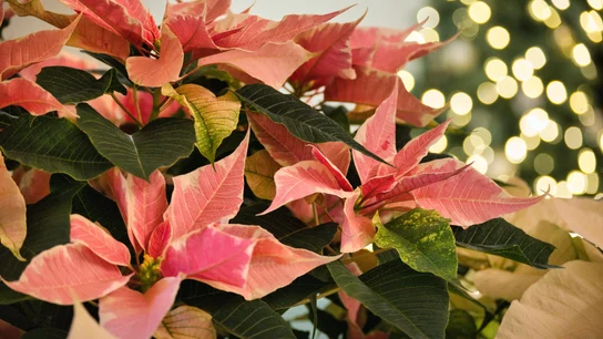 La flor de Pascua es una decoración típica de Navidad La flor de Pascua es una decoración típica de Navidad
