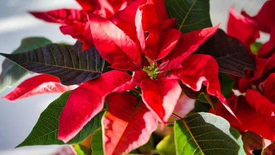La flor de Pascua, una planta típica en la decoración de Navidad La flor de Pascua, una planta típica en la decoración de Navidad