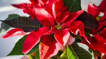 La flor de Pascua, una planta típica en la decoración de Navidad