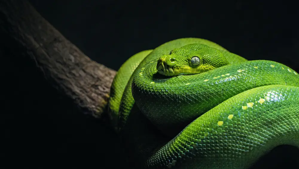 Serpiente pitón verde