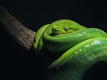 Serpiente pitón verde Serpiente pitón verde