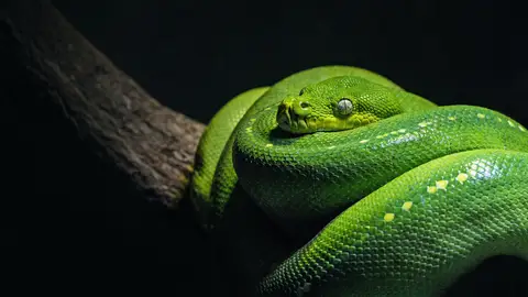 Serpiente pitón verde Serpiente pitón verde