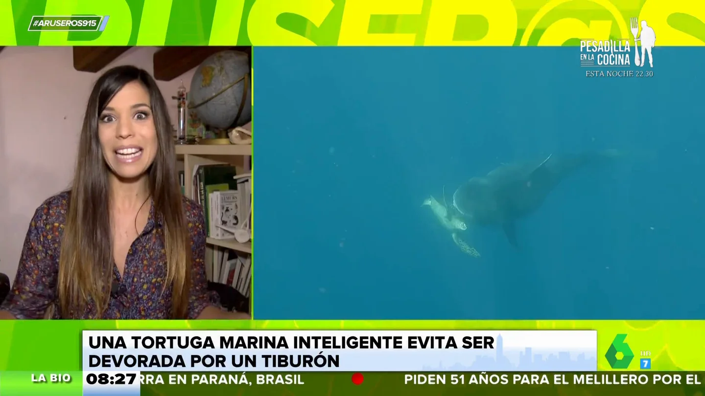 El espectacular vídeo de una tortuga intentando escapar de un tiburón tigre El espectacular vídeo de una tortuga intentando escapar de un tiburón tigre
