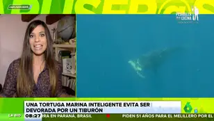 El espectacular vídeo de una tortuga intentando escapar de un tiburón tigre