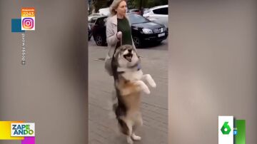 este es el adorable vídeo viral del perro más feliz del mundo