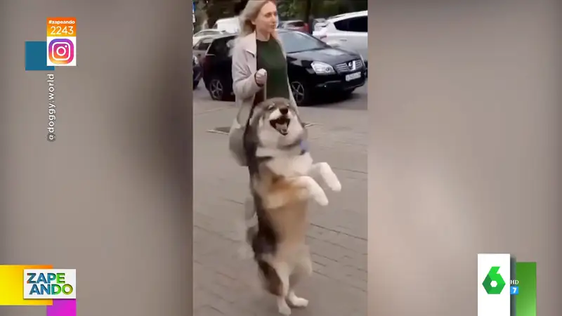 este es el adorable vídeo viral del perro más feliz del mundo