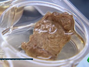 columna carne de laboratorio