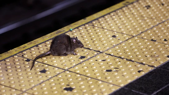 Una rata en la estación de metro de Times Square, en Nueva York. Una rata en la estación de metro de Times Square, en Nueva York.