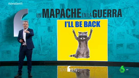 Un mapache robado de un zoo de Ucrania: mascota de los soldados rusos y protagonista en las redes Un mapache robado de un zoo de Ucrania: mascota de los soldados rusos y protagonista en las redes
