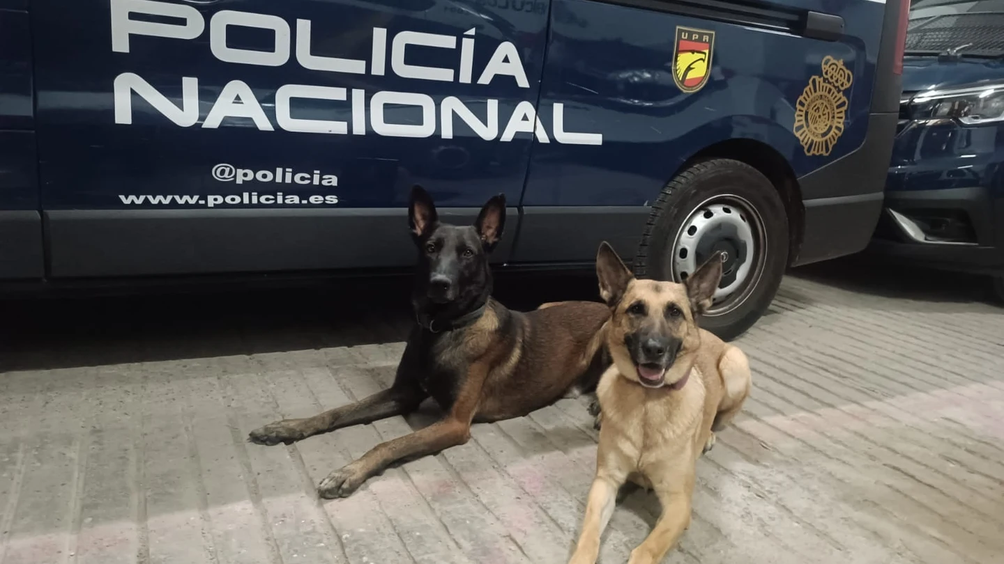 Widow y Ary, dos perros de la Policía Nacional destinados en Zaragoza Widow y Ary, dos perros de la Policía Nacional destinados en Zaragoza