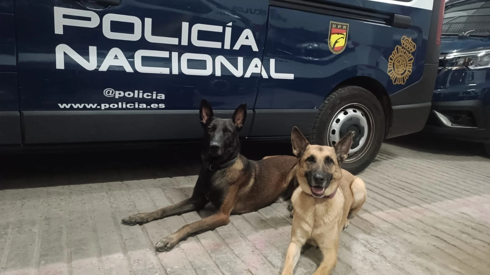 Widow y Ary, dos perros de la Policía Nacional destinados en Zaragoza