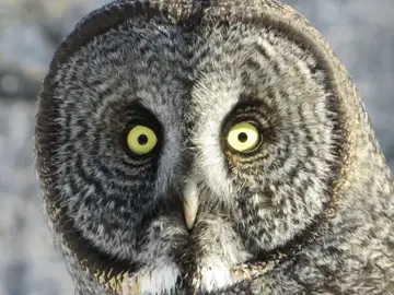 Cara de un gran búho gris en primer plano Cara de un gran búho gris en primer plano