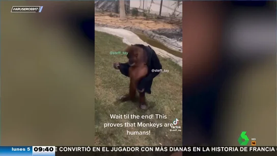 La increíble destreza de este mono para probarse la sudadera que acaba de robar a un turista La increíble destreza de este mono para probarse la sudadera que acaba de robar a un turista