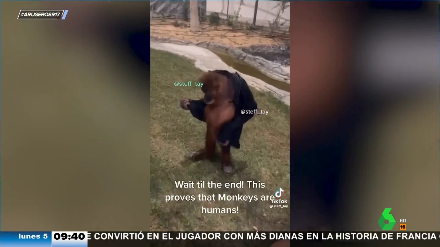 La increíble destreza de este mono para probarse la sudadera que acaba de robar a un turista La increíble destreza de este mono para probarse la sudadera que acaba de robar a un turista