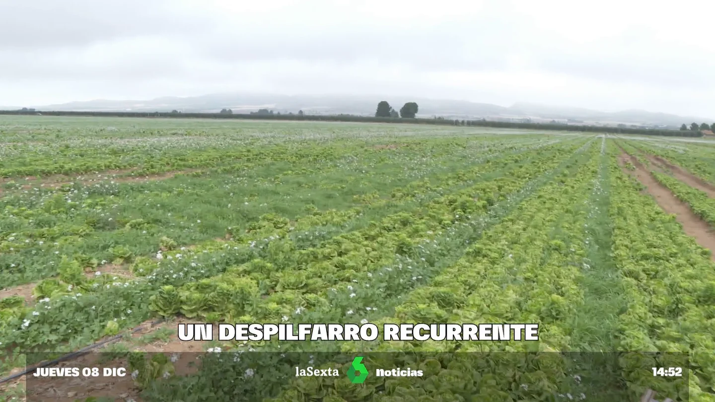 "Producen para tirar": el despilfarro de las grandes empresas de agricultura intensiva que se quedan con el agua de Murcia "Producen para tirar": el despilfarro de las grandes empresas de agricultura intensiva que se quedan con el agua de Murcia