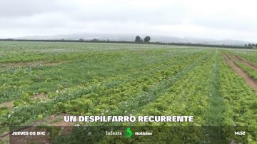 "Producen para tirar": el despilfarro de las grandes empresas de agricultura intensiva que se quedan con el agua de Murcia