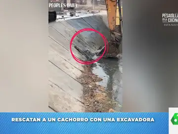 El rescate viral con excavadora de un perro que se había caído a un cauce de agua  