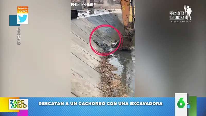 El rescate viral con excavadora de un perro que se había caído a un cauce de agua  