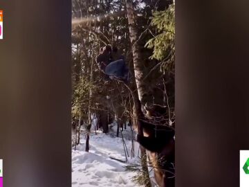 Así sacude un oso el árbol en el que se refugiaba un joven 