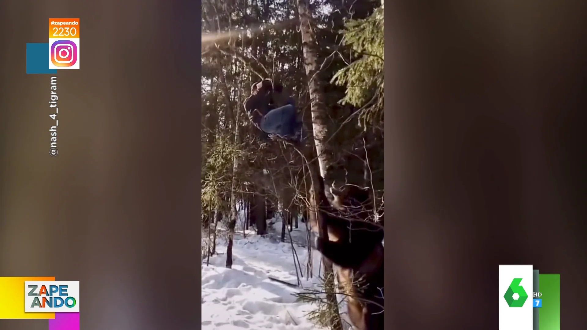 Así sacude un oso el árbol en el que se refugiaba un joven 