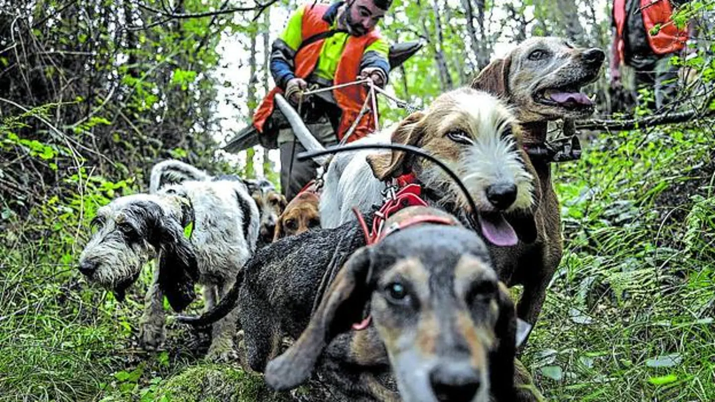 Perros de caza Perros de caza