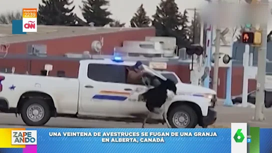 Así atrapa por el cuello un granjero a una de los avestruces que se había escapado de la granja Así atrapa por el cuello un granjero a una de los avestruces que se había escapado de la granja