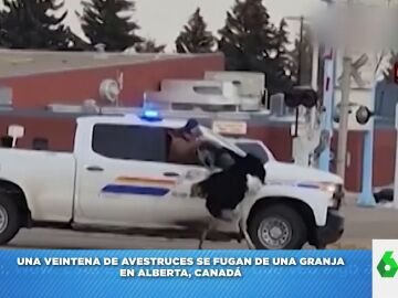 Así atrapa por el cuello un granjero a una de los avestruces que se había escapado de la granja 