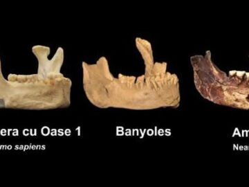 mandíbula de Banyoles