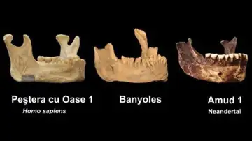 mandíbula de Banyoles