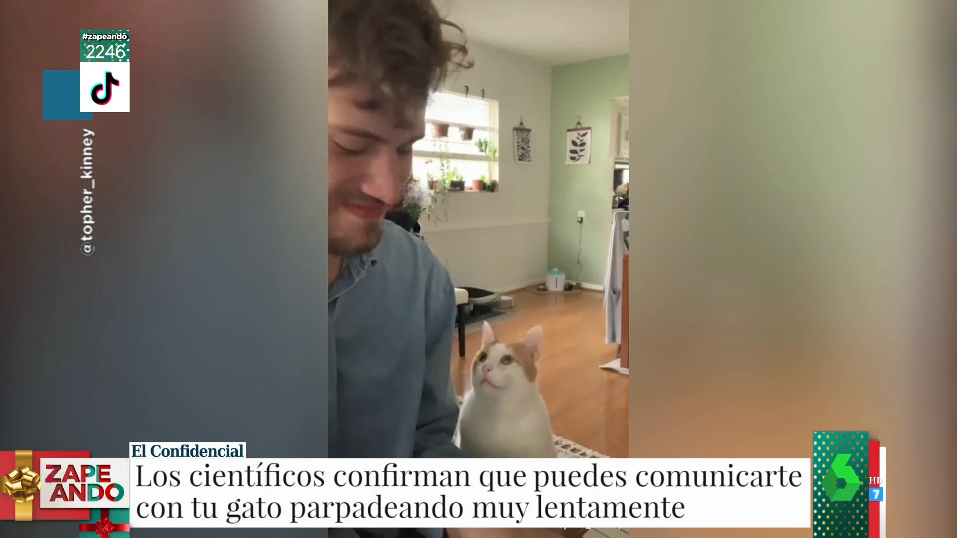 gatos