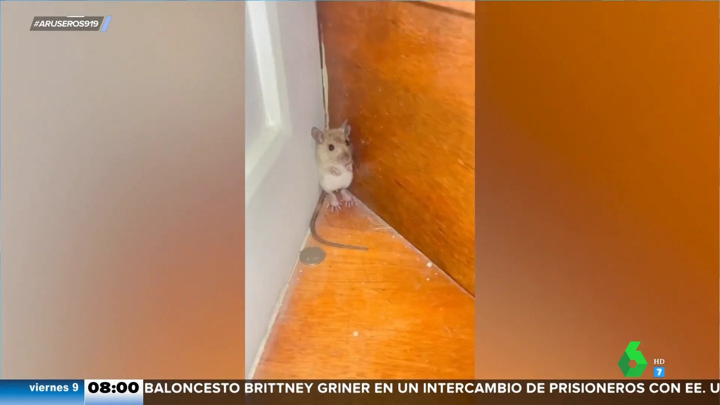 ratón ratón