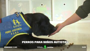 Perro de asistencia para niños con autismo