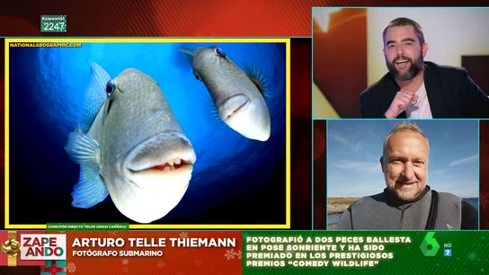 Arturo Telle fotografía peces ballesta 'sonriendo': "Me ha costado algún trozo de un dedo o mordisco sangrante en la oreja" Arturo Telle fotografía peces ballesta 'sonriendo': "Me ha costado algún trozo de un dedo o mordisco sangrante en la oreja"